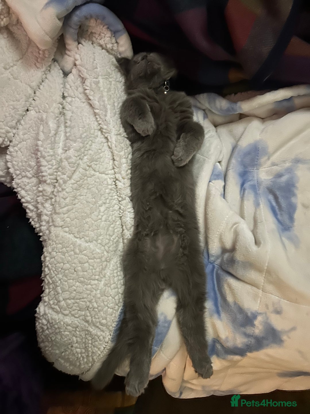 Maine Coon cats for sale: Beautiful GCCF reg Mainecoon kittens available  - Image 13