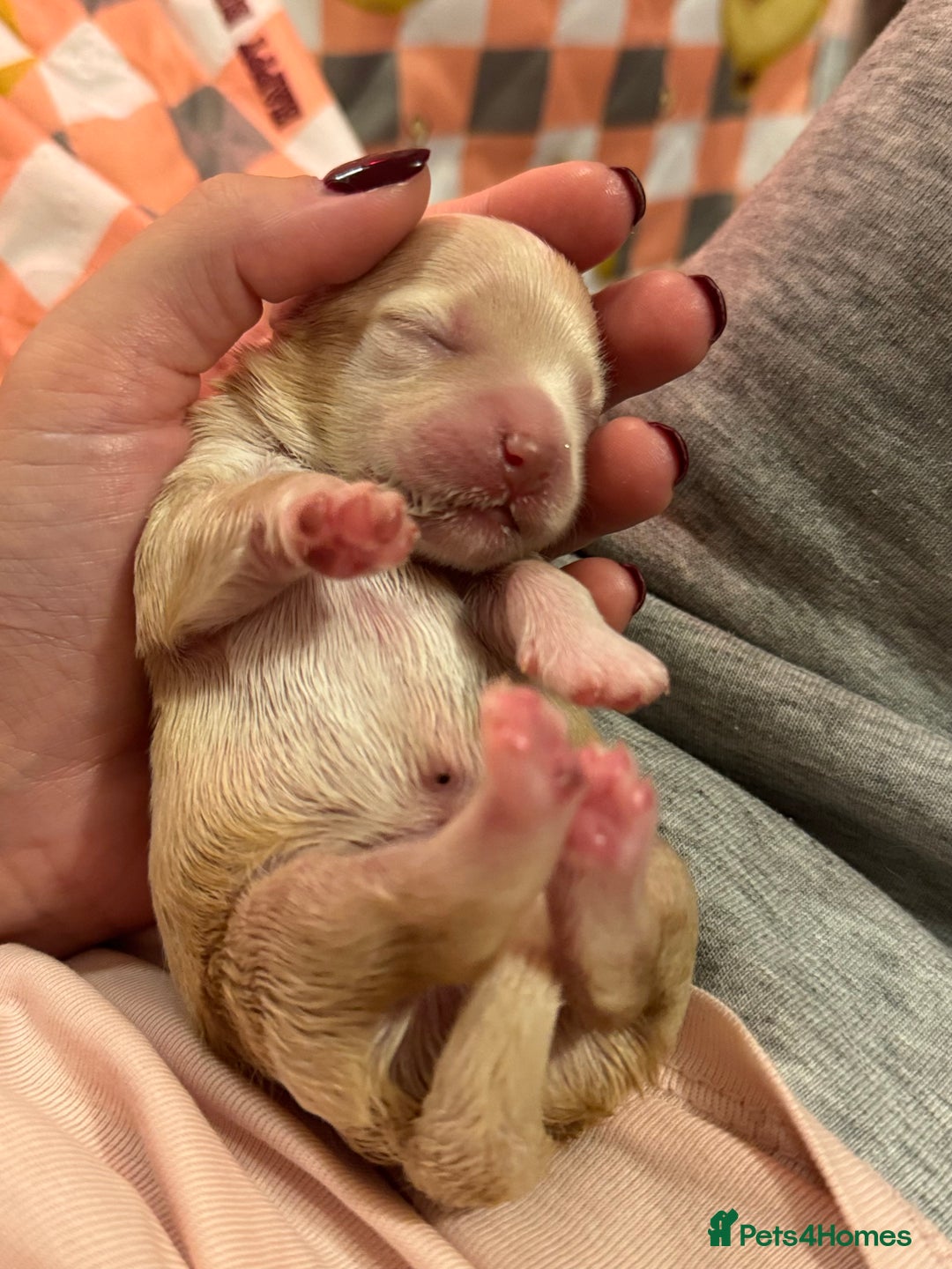 Maltipoo dogs for sale: Tiny Fluffy Bundles of Joy – Ready Mid-January! - Advert 7