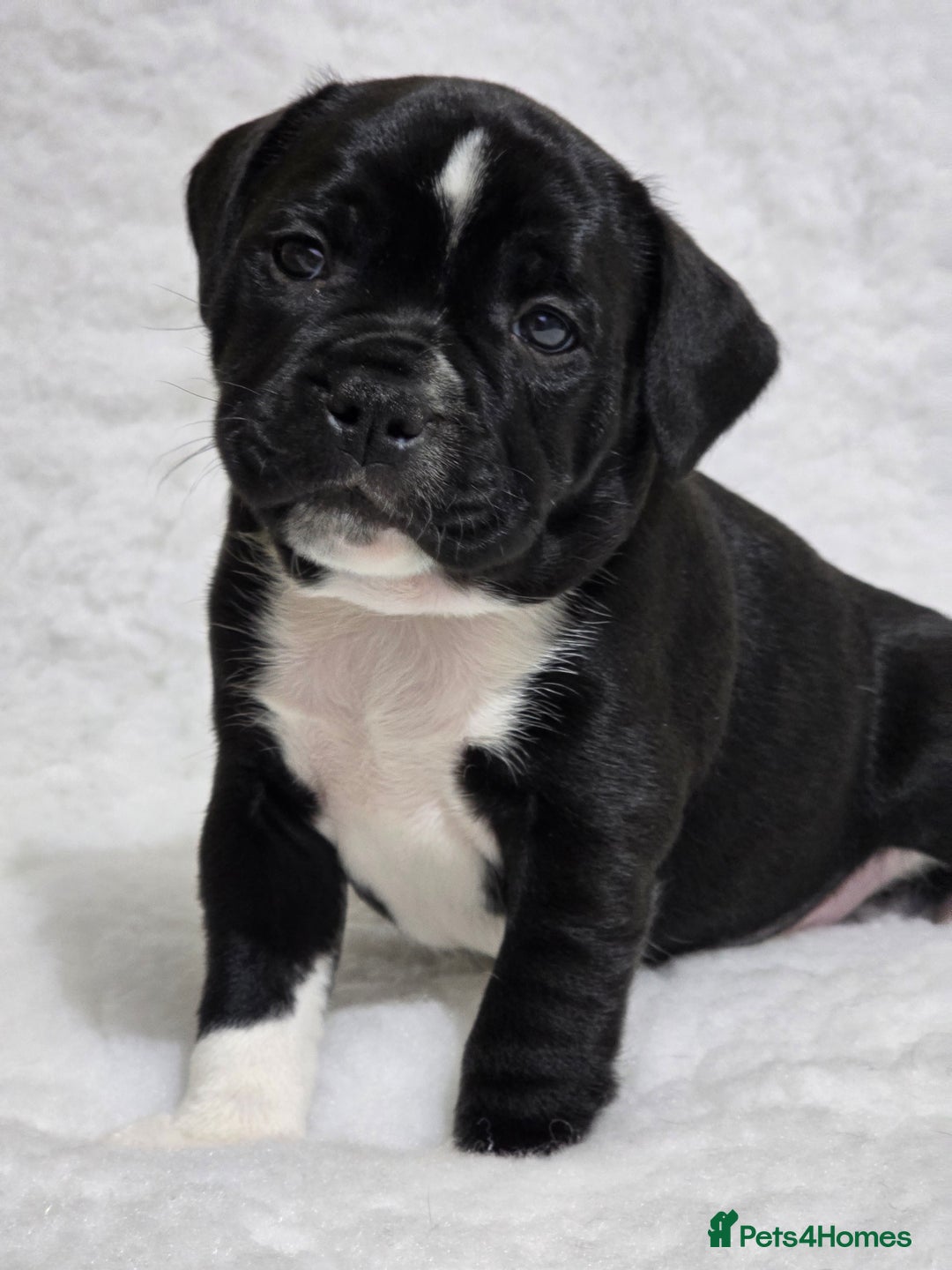 Staffordshire Bull Terrier dogs for sale: ✨️Outstanding SBT puppies✨️ - Advert 5