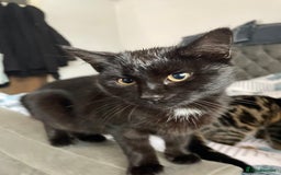 Domestic Shorthair cats for sale: Sweet black kitten Looking for her Forever Home - Image 4