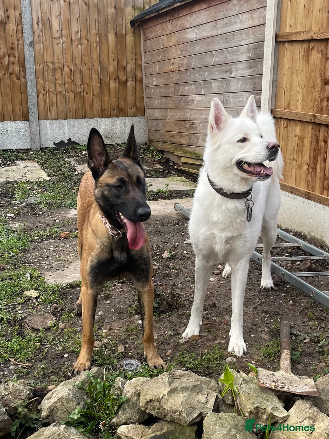 German Shepherd dogs for sale: Belgian Malinois - 1 1/2  - Advert 3