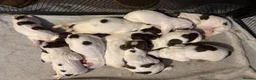 English Springer Spaniel dogs for sale: Stunning kc reg springer spaniel puppies  - Advert 4