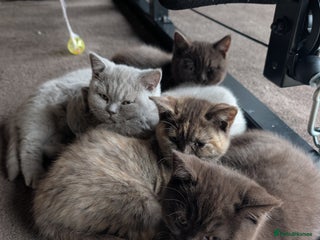 British Shorthair cats GCCF Pedigree BSH chocolate, lilac kittens 💙🩷 - Advert 6