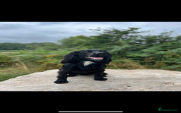 Cocker Spaniel dogs for stud: KC REG CHAMPION BRED COCKER STUD DOG in Sandbach - Image 6