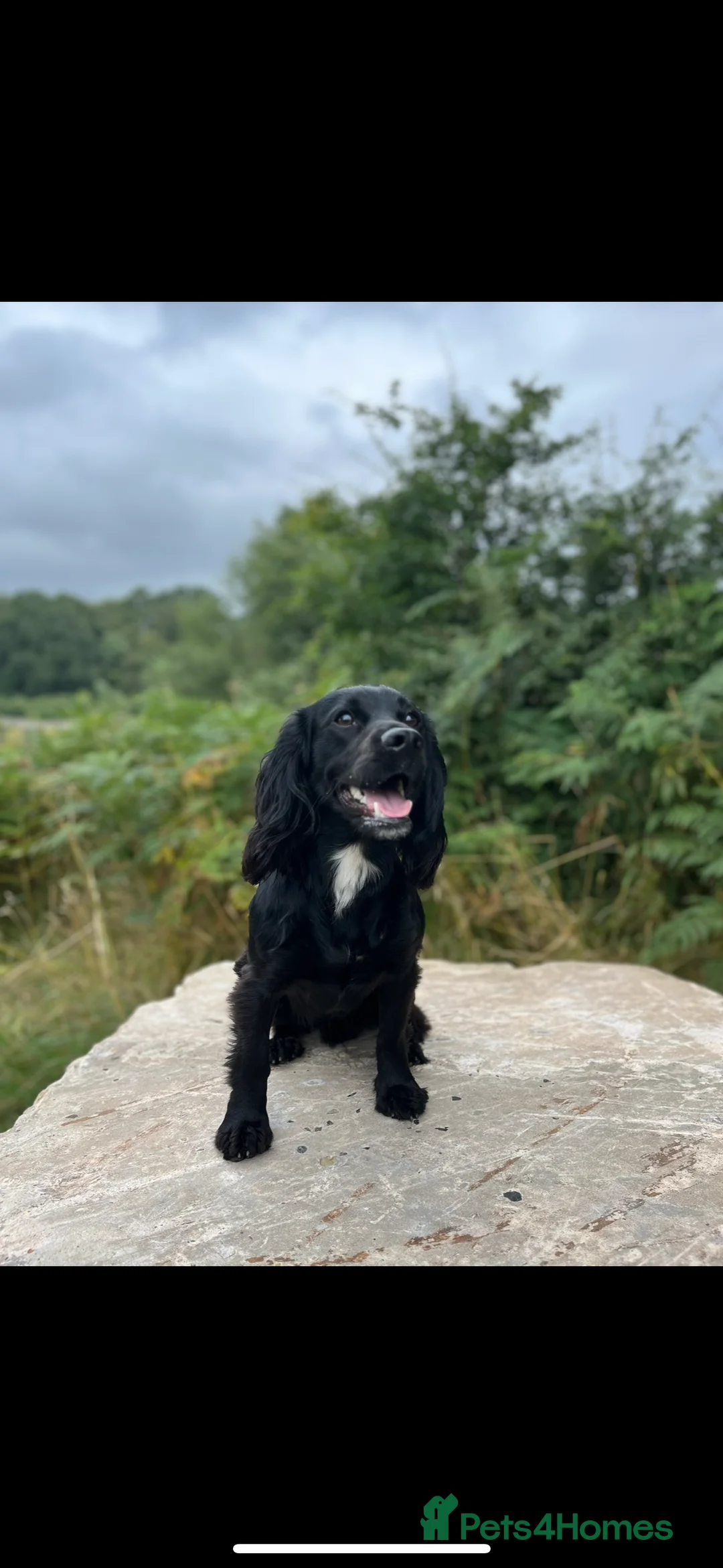 Cocker Spaniel dogs for stud: KC REG CHAMPION BRED COCKER STUD DOG in Sandbach - Advert 6