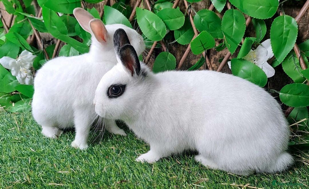 Netherland Dwarf rabbits for sale: PURE Netherland Dwarfs Vaccinated REDUCED READY    - Image 6