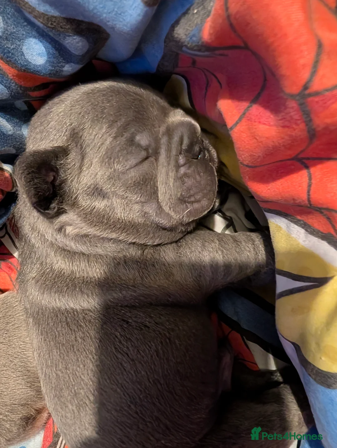 French Bulldog dogs for sale: French bulldog pups - Advert 5