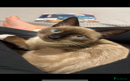 Siamese cats for sale: Cuddly Siamese cat for sale  - Image 1