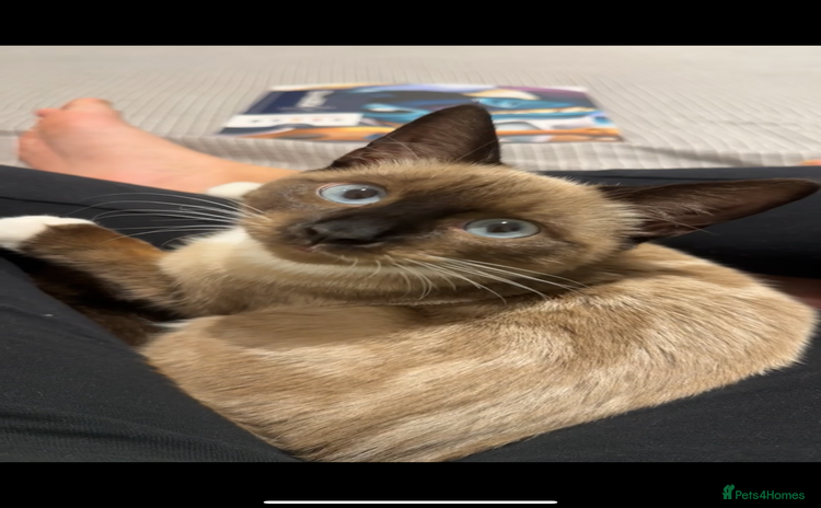 Siamese cats - Advert 1