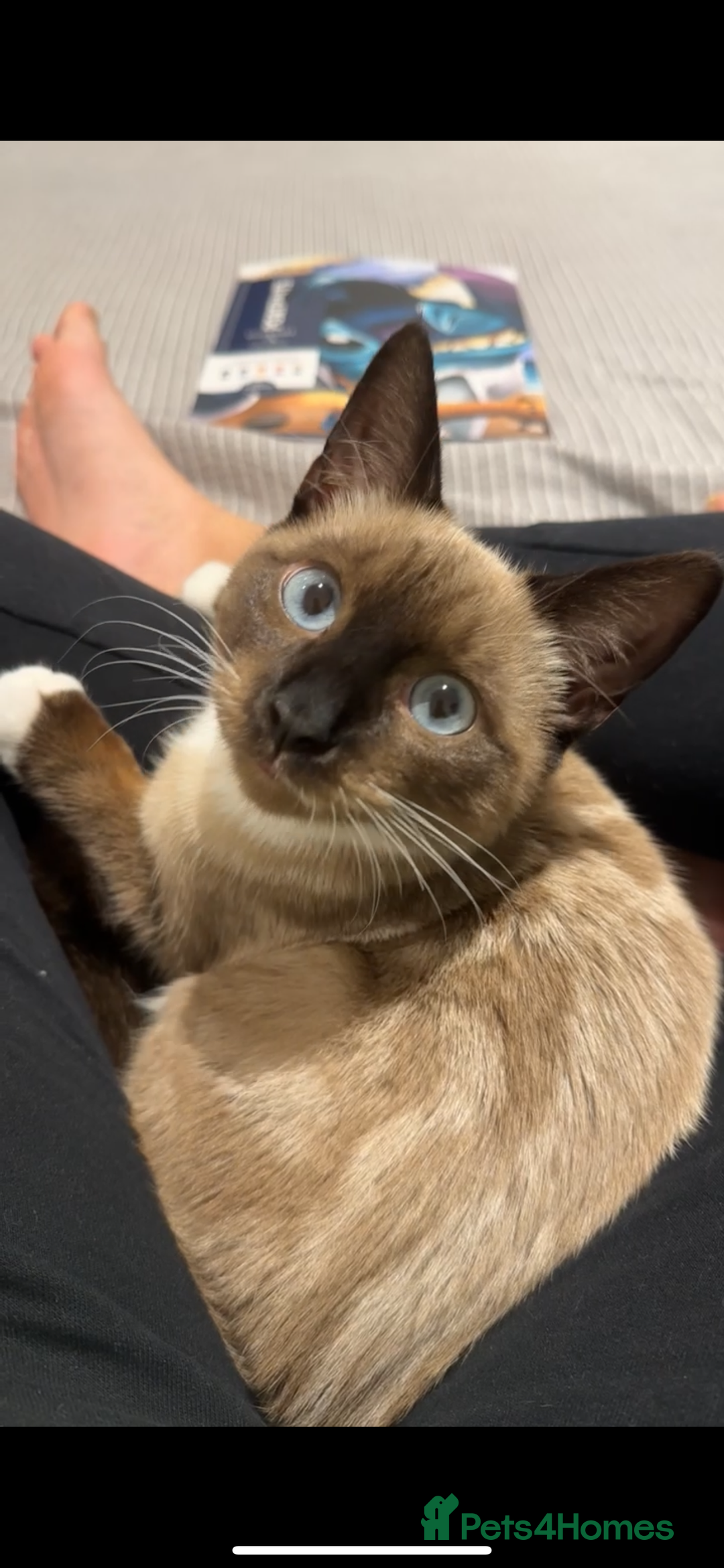 Siamese cats for sale: Cuddly Siamese cat for sale  - Image 1