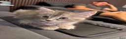 Mixed Breed cats for sale: Raccoon Kittens  - Advert 9