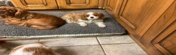Cavalier King Charles Spaniel dogs for sale: Super KC blenheim pups - health tested parents - Advert 16