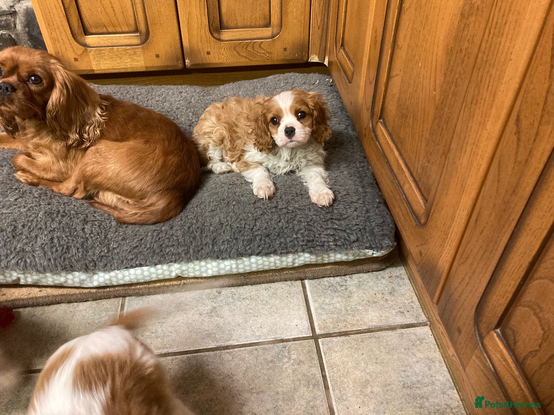 Cavalier King Charles Spaniel dogs for sale: Super KC blenheim pups - health tested parents - Advert 16