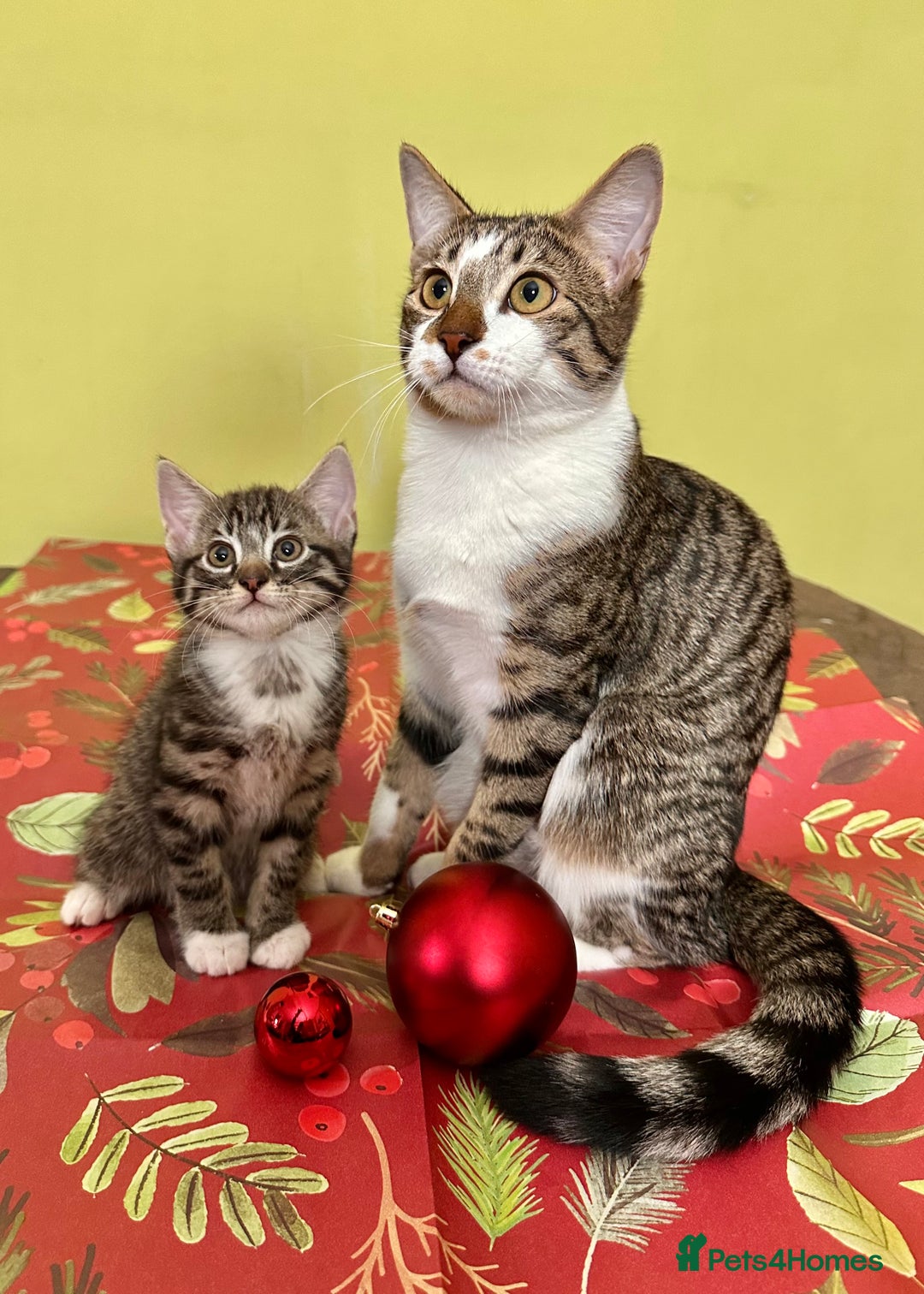 Mixed Breed cats for sale: Kittens from half Siamese mum - Advert 23