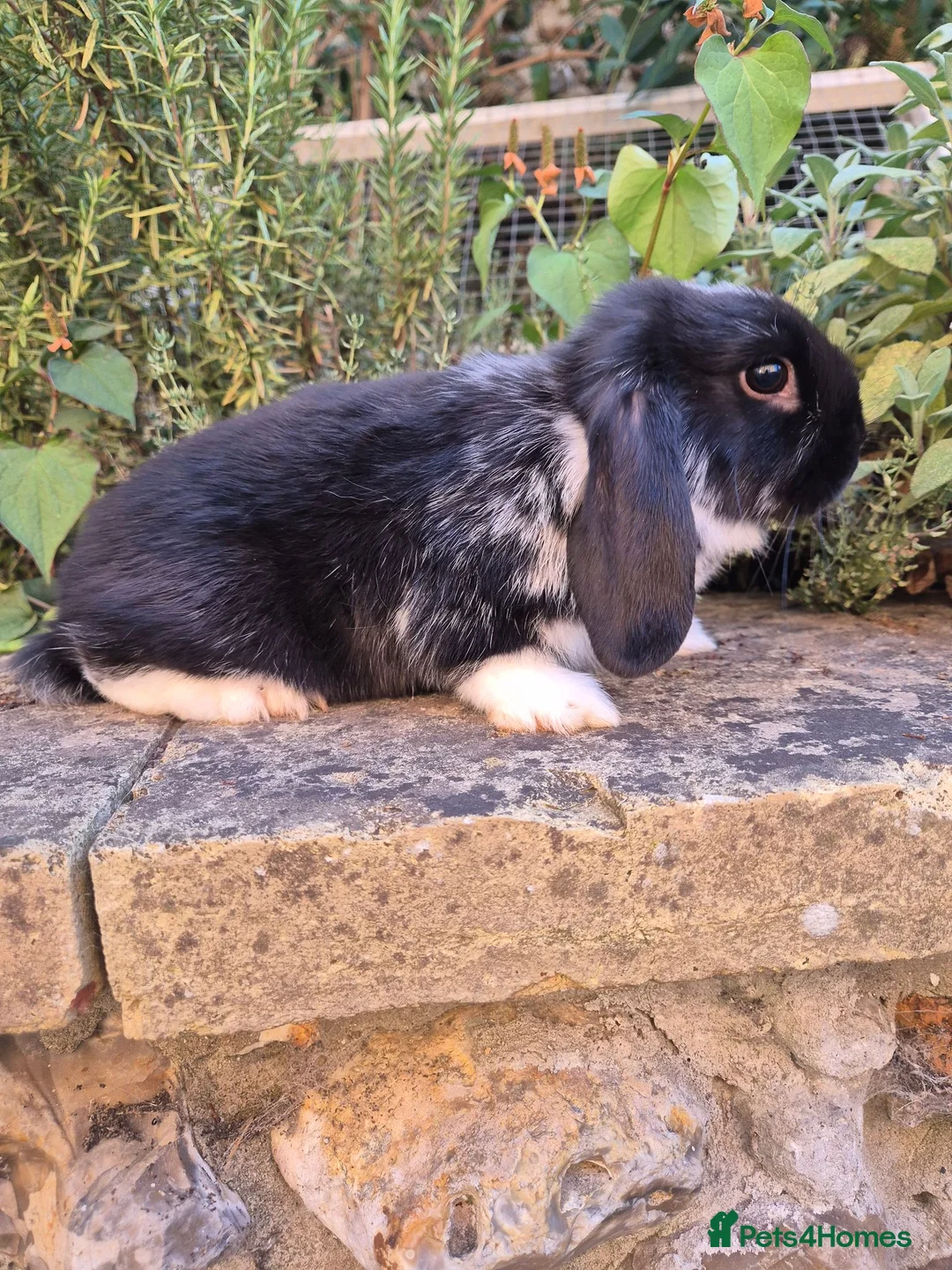 Mini Lop rabbits for sale: Mini Lop Does - Advert 2