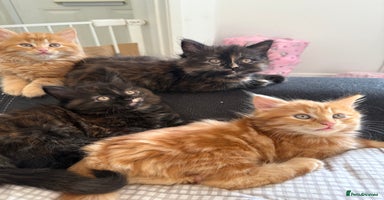 Persian cats - Advert 13