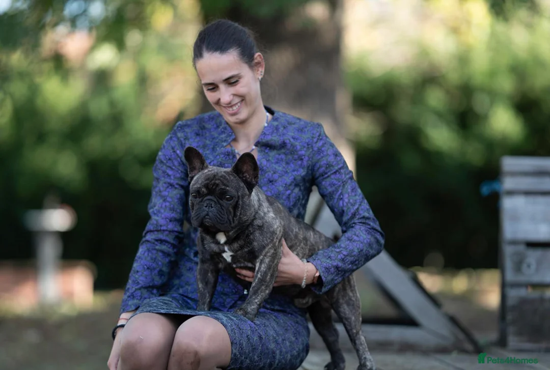 French Bulldog dogs for stud: International Champion French Bulldog For Stud - Advert 3