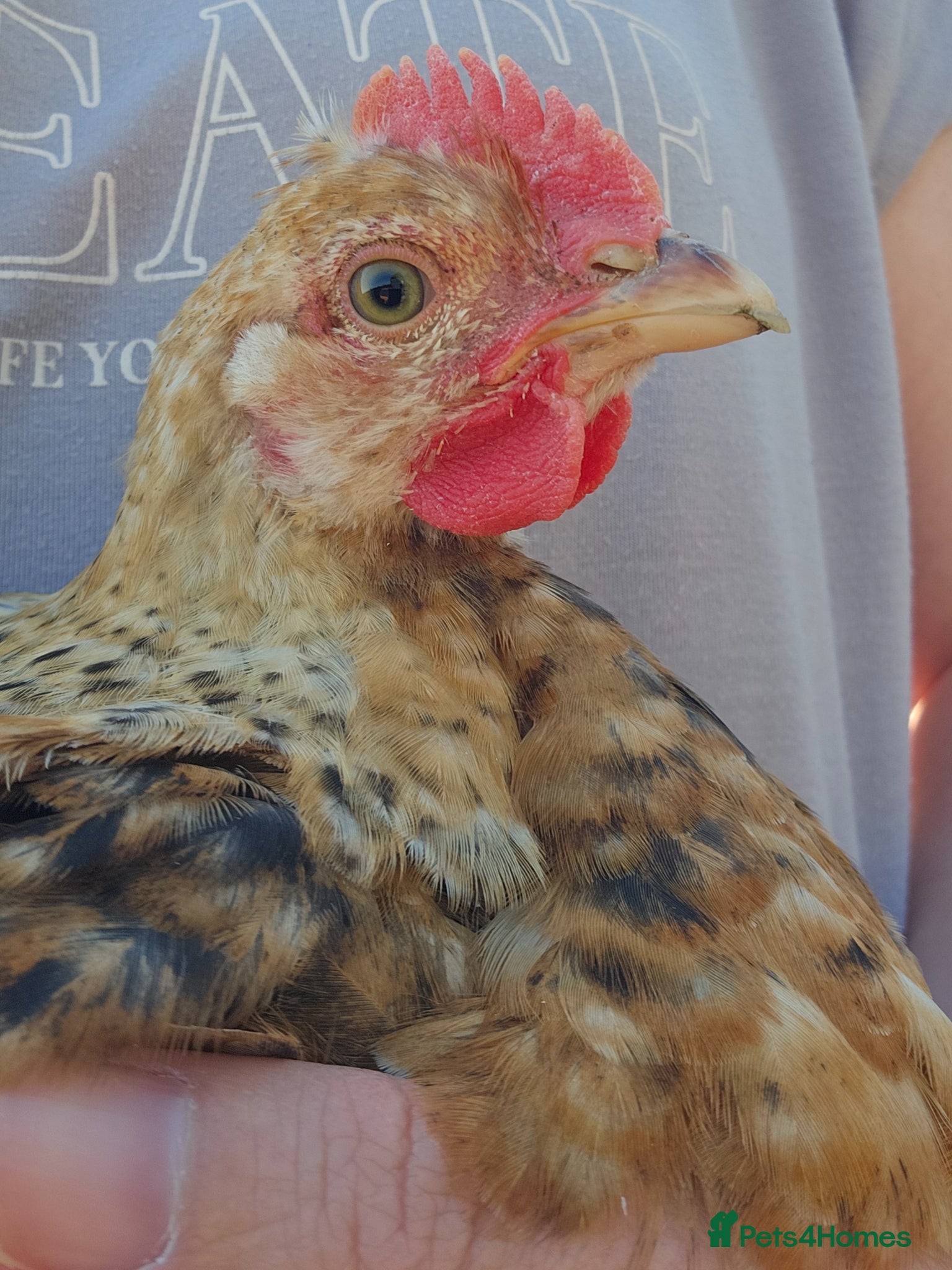 Chickens poultry for sale: 12 week old cockerels - Advert 12