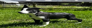 Border Collie 2