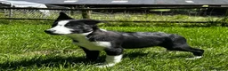 Border Collie dogs for sale: Handsome smooth coated border collie pups in Builth Wells - Advert 8