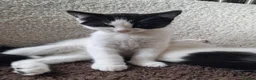 American Shorthair cats for sale: Three gorgeous 12 week tuxedo kittens ready to go! - Advert 3