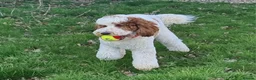 Labradoodle dogs for stud: Mr Lover Lover -"Bandit" Stunning Mini Doodle STUD in Bury Saint Edmunds - Advert 4