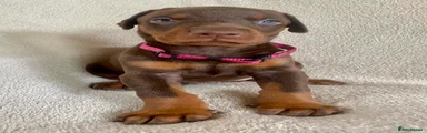 Pink collar Brown and Rust female 