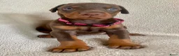 Dobermann dogs for sale: Health tested European puppies  - Advert 2