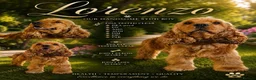 Cocker Spaniel dogs for stud: The One And Only Lorenzo  - Advert 2