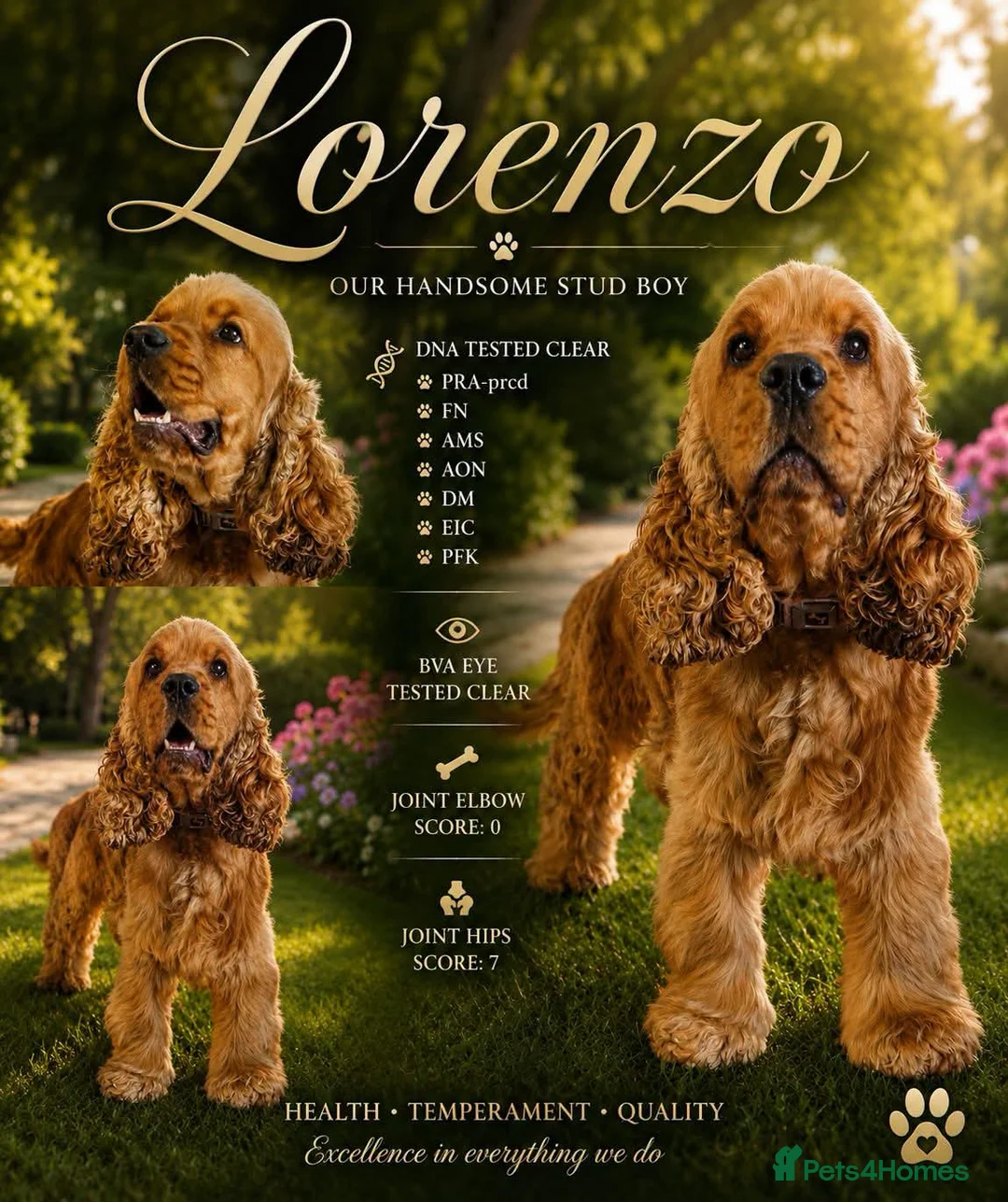Cocker Spaniel dogs for stud: The One And Only Lorenzo  - Advert 2