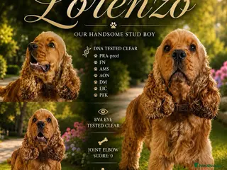 Cocker Spaniel dogs The One And Only Lorenzo - Advert 10