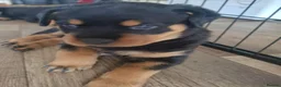 Rottweiler dogs for sale: Courageous, Intelligent & Devoted Rottweilers in Hull - Advert 9