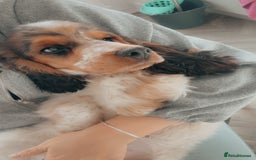 Cocker Spaniel dogs for sale: Hughie Show Coker spaniel  - Advert 2