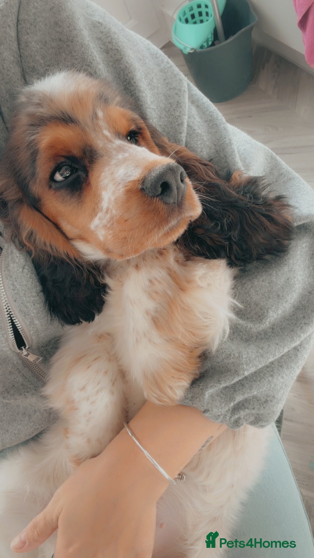 Cocker Spaniel dogs for sale: Hughie Show Coker spaniel  - Advert 2