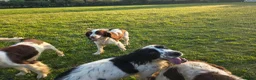 English Springer Spaniel dogs for adoption: Skye Black & White ESS 2 year old Adult  - Advert 3