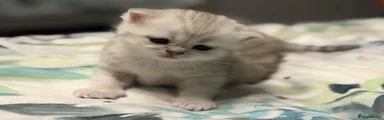 Scottish Fold 1