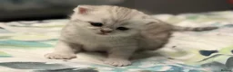 Scottish Fold cats for sale: Adorable Scottish Fold & Straight Kittens - Advert 23