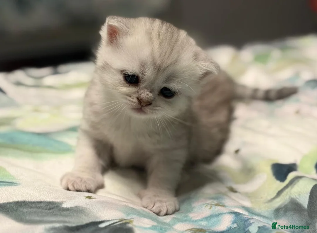 Scottish Fold cats for sale: Adorable Scottish Fold & Straight Kittens - Advert 23