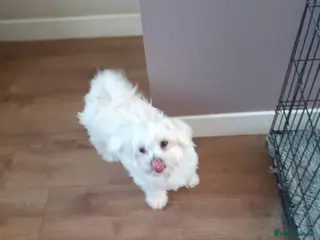 Maltipom dogs Maltipom Puppies - Advert 16