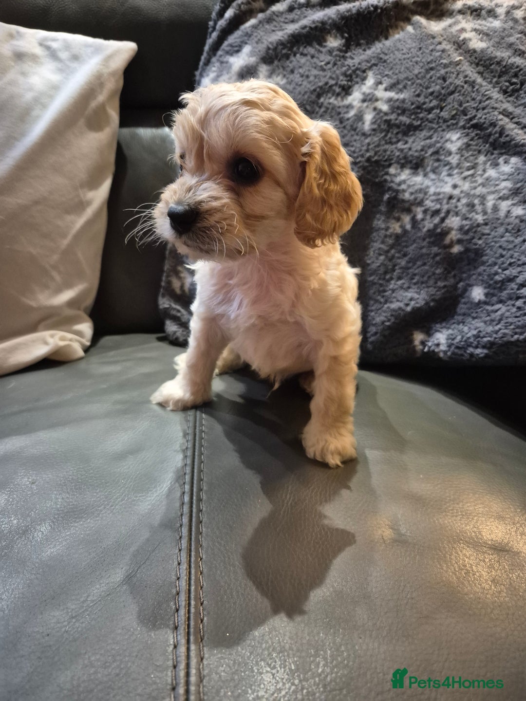 Cockapoo dogs for sale: F1 cockapoo's - ready next week  - Advert 16