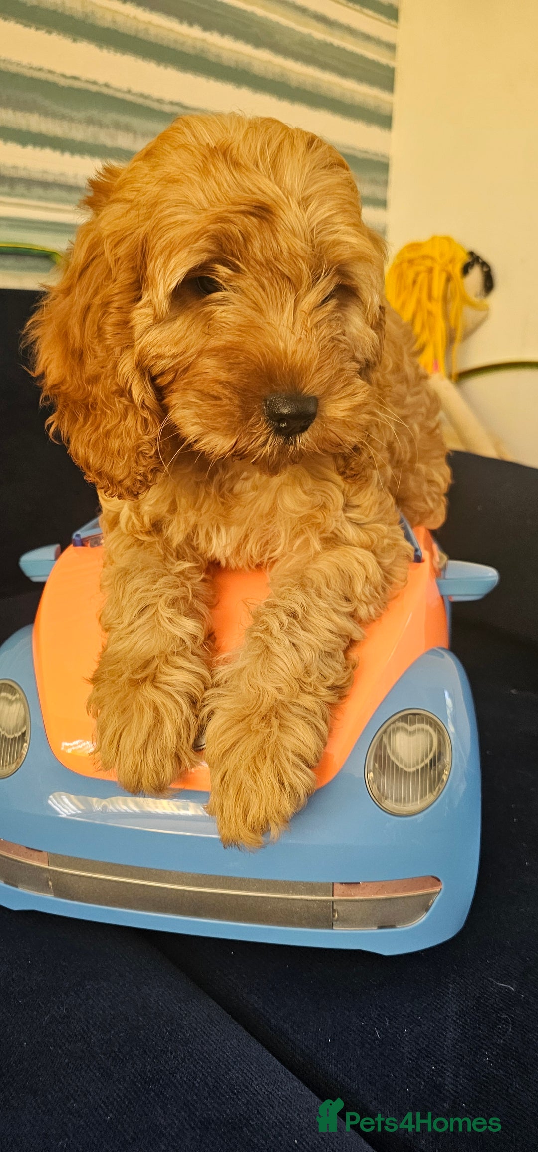 Cockapoo dogs for sale: Cockapoo girl - Image 9