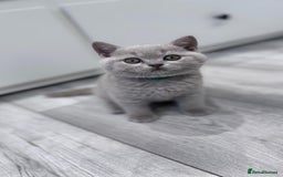 British Shorthair cats for sale: 4 British shorthair kittens  - Image 5