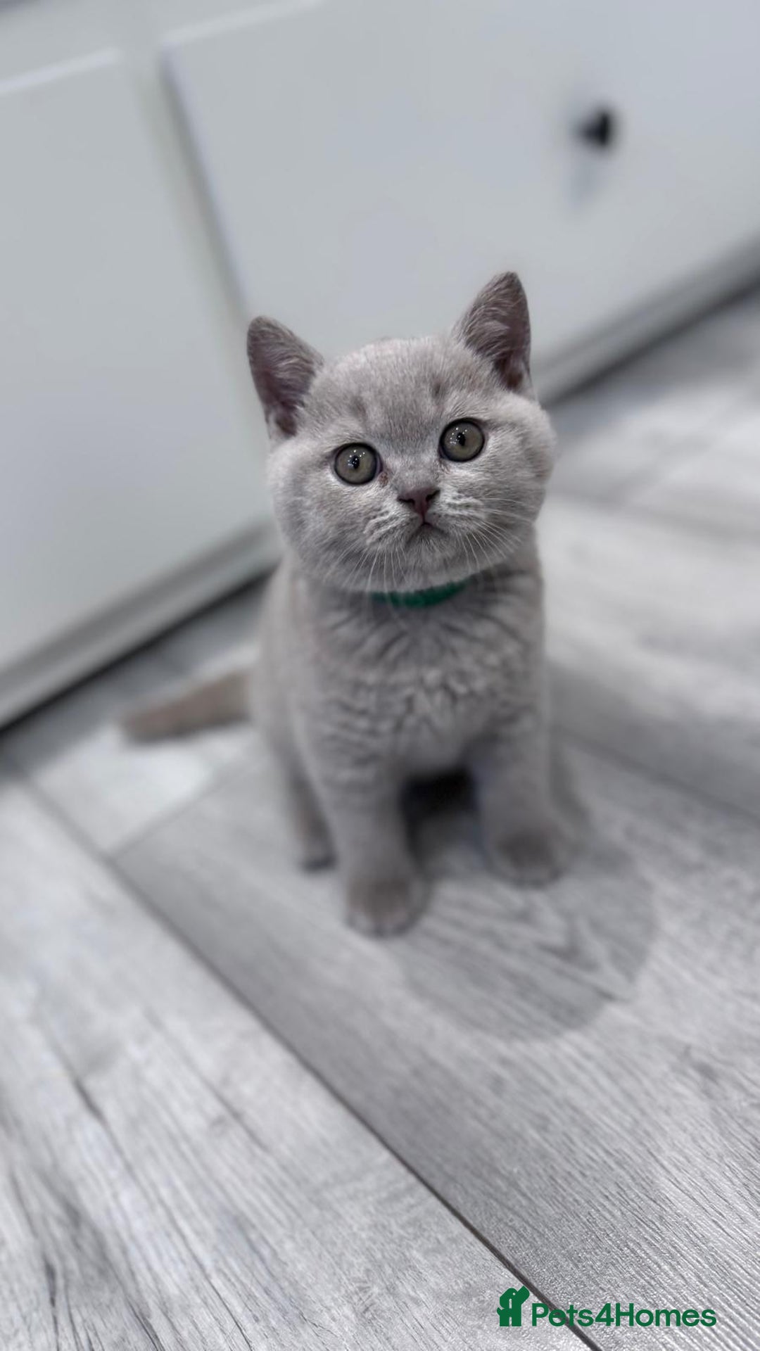 British Shorthair cats for sale: 4 British shorthair kittens  - Image 5