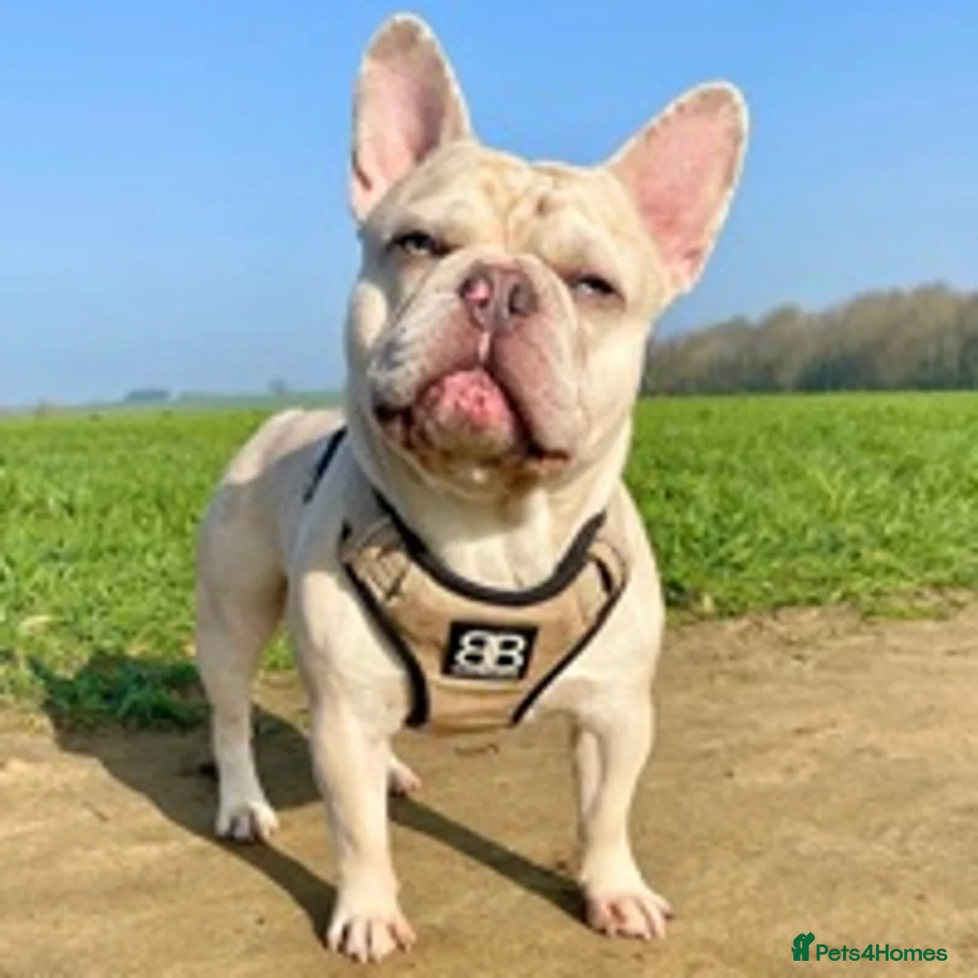 French Bulldog dogs for stud: 🦁HUNCHO🦁PUP BACK DEAL 1ST PICK FEMALE‼️ in Northampton - Advert 3