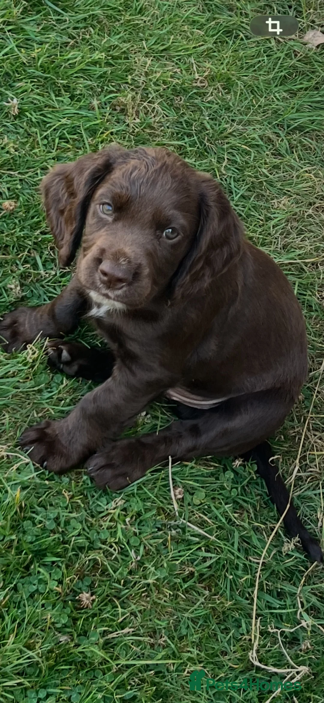 Cocker Spaniel dogs for sale: Cocker spaniel pups for sale - Advert 1