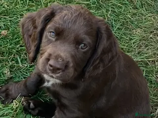Cocker Spaniel dogs Cocker spaniel pups for sale - Advert 1