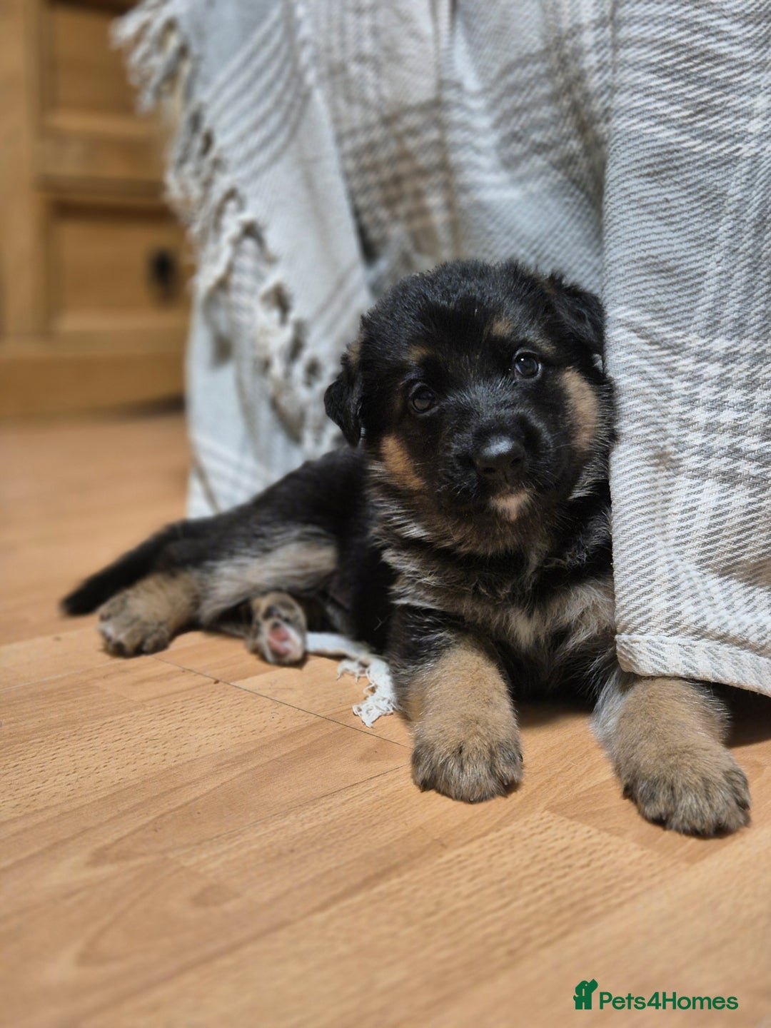 German Shepherd dogs for sale: Straight back German shepherd puppies for sale - Image 7