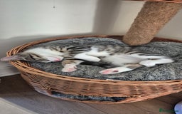 Maine Coon cats for sale: 1 Boy Maine Coon cross - Image 2