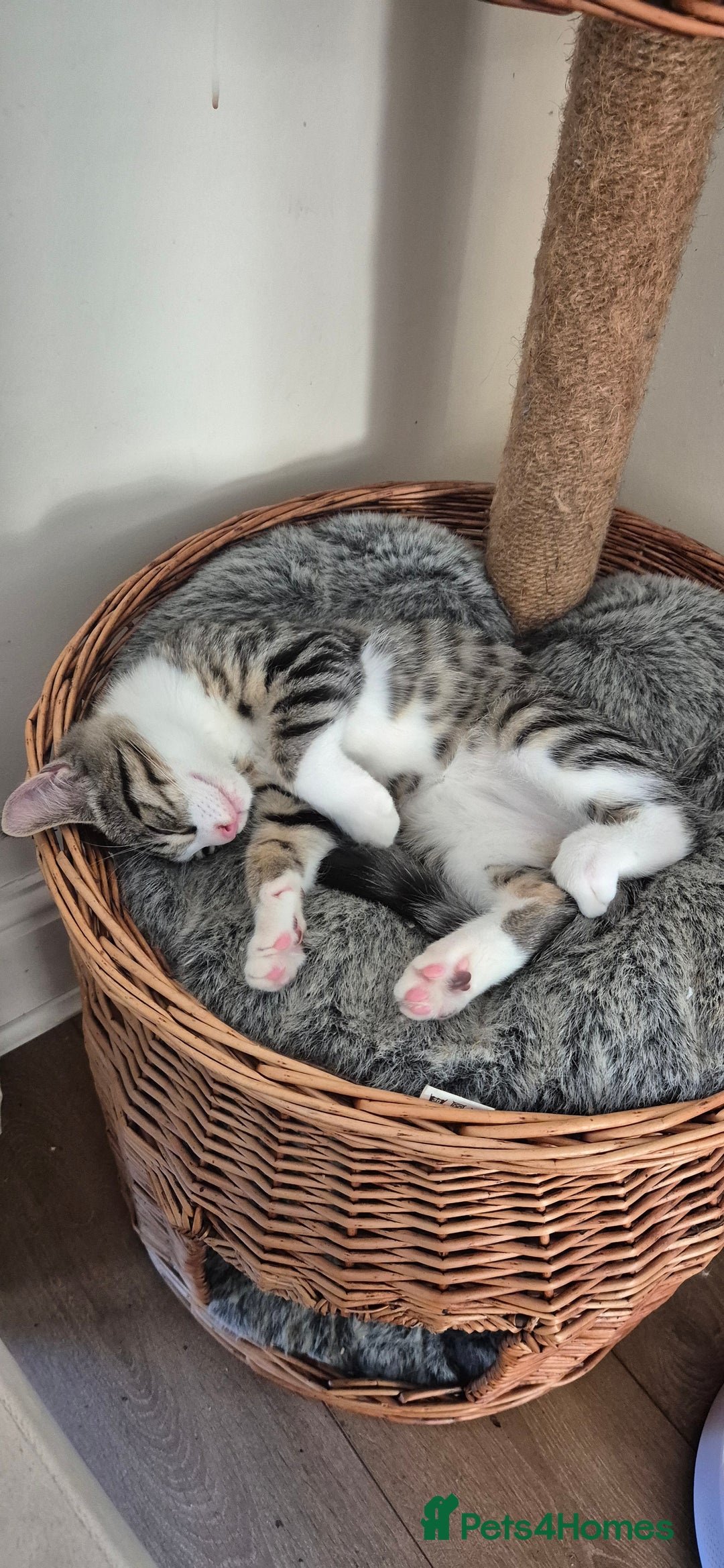 Maine Coon cats for sale: 1 Boy Maine Coon cross - Image 2