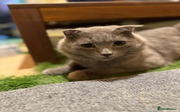 Scottish Fold cats for adoption: RAMA -MIX  SCOTTISH FOLD/BRITISH LONG HAIR BOY   - Image 6